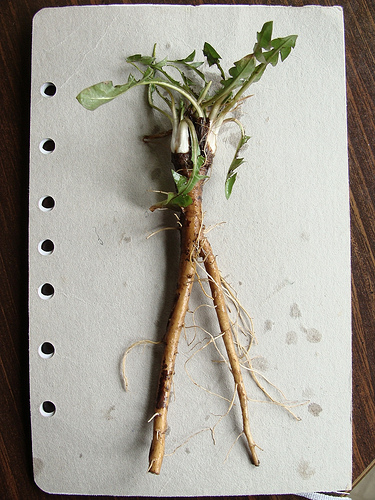 Dandelion Root